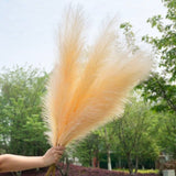 Pampas Grass Large Fluffy Tall Dried Grey Natural Home Decor/pampas grass/decorative pampas grass/pink pampas grass/pampas grass for sale/dried pampas grass