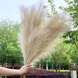 Pampas Grass Large Fluffy Tall Dried Grey Natural Home Decor/pampas grass/decorative pampas grass/pink pampas grass/pampas grass for sale/dried pampas grass