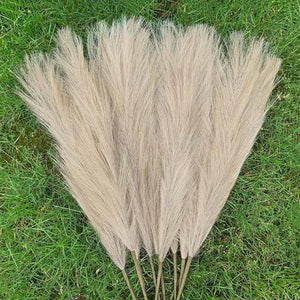 Pampas Grass Large Fluffy Tall Dried Grey Natural Home Decor/pampas grass/decorative pampas grass/pink pampas grass/pampas grass for sale/dried pampas grass