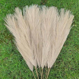 Pampas Grass Large Fluffy Tall Dried Grey Natural Home Decor/pampas grass/decorative pampas grass/pink pampas grass/pampas grass for sale/dried pampas grass