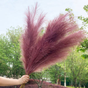 Pampas Grass Large Fluffy Tall Dried Grey Natural Home Decor/pampas grass/decorative pampas grass/pink pampas grass/pampas grass for sale/dried pampas grass