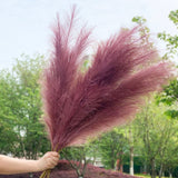 Pampas Grass Large Fluffy Tall Dried Grey Natural Home Decor/pampas grass/decorative pampas grass/pink pampas grass/pampas grass for sale/dried pampas grass