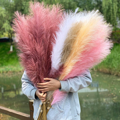 Pampas Grass Large Fluffy Tall Dried Grey Natural Home Decor/pampas grass/decorative pampas grass/pink pampas grass/pampas grass for sale/dried pampas grass