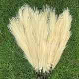 Pampas Grass Large Fluffy Tall Dried Grey Natural Home Decor/pampas grass/decorative pampas grass/pink pampas grass/pampas grass for sale/dried pampas grass