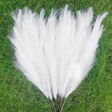 Pampas Grass Large Fluffy Tall Dried Grey Natural Home Decor/pampas grass/decorative pampas grass/pink pampas grass/pampas grass for sale/dried pampas grass